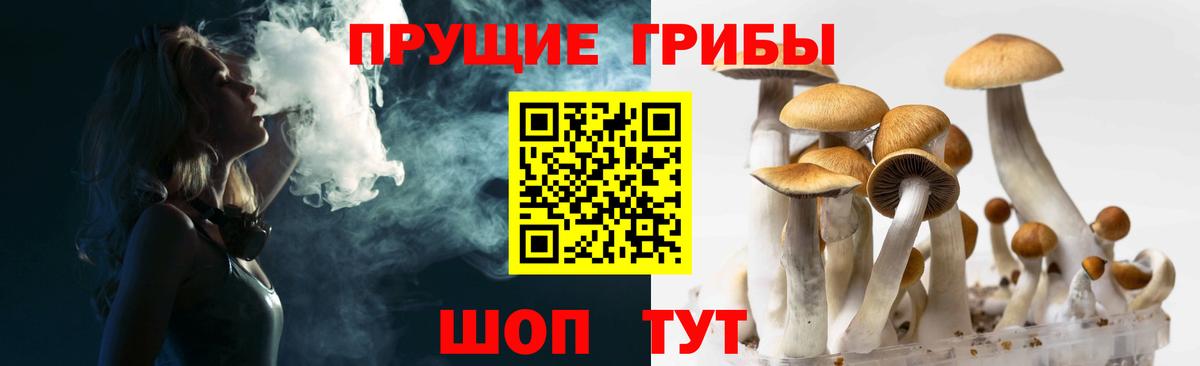 Гусев  где купить наркоту  Вход с VPN  Псилоцибиновые грибы Cubensis 